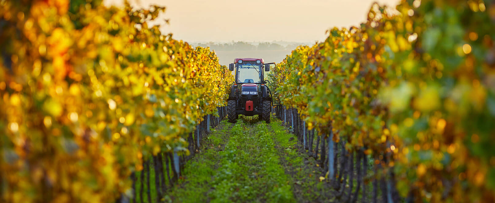 Traktor vo vinici pri jesennom západe slnka